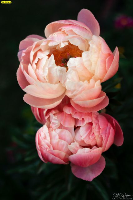 วอลเปเปอร์ลายดอกไม้สีชมพู วอลเปเปอร์ลายดอกกุหลาบ